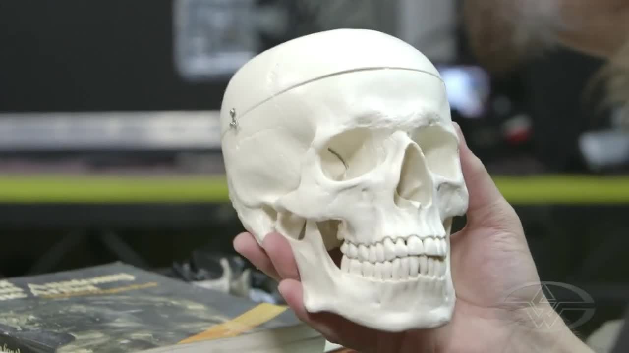 A skull model used as reference by Norman Cabrera.