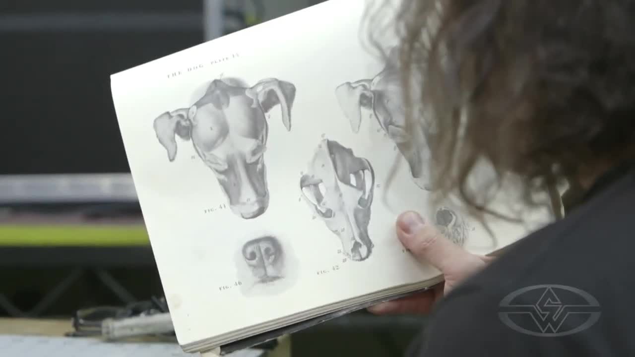 Some of roughly 300 drawings in An Atlas of Animal Anatomy for Artists.