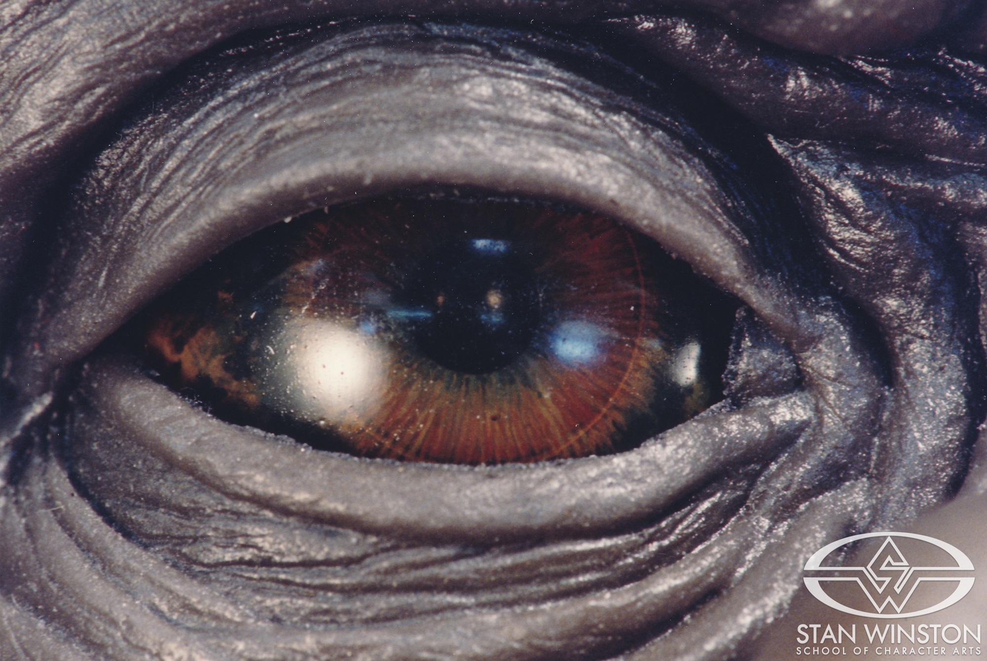 A closer image of&nbsp;Amy's eye showing the detailed iris and deep orange color.