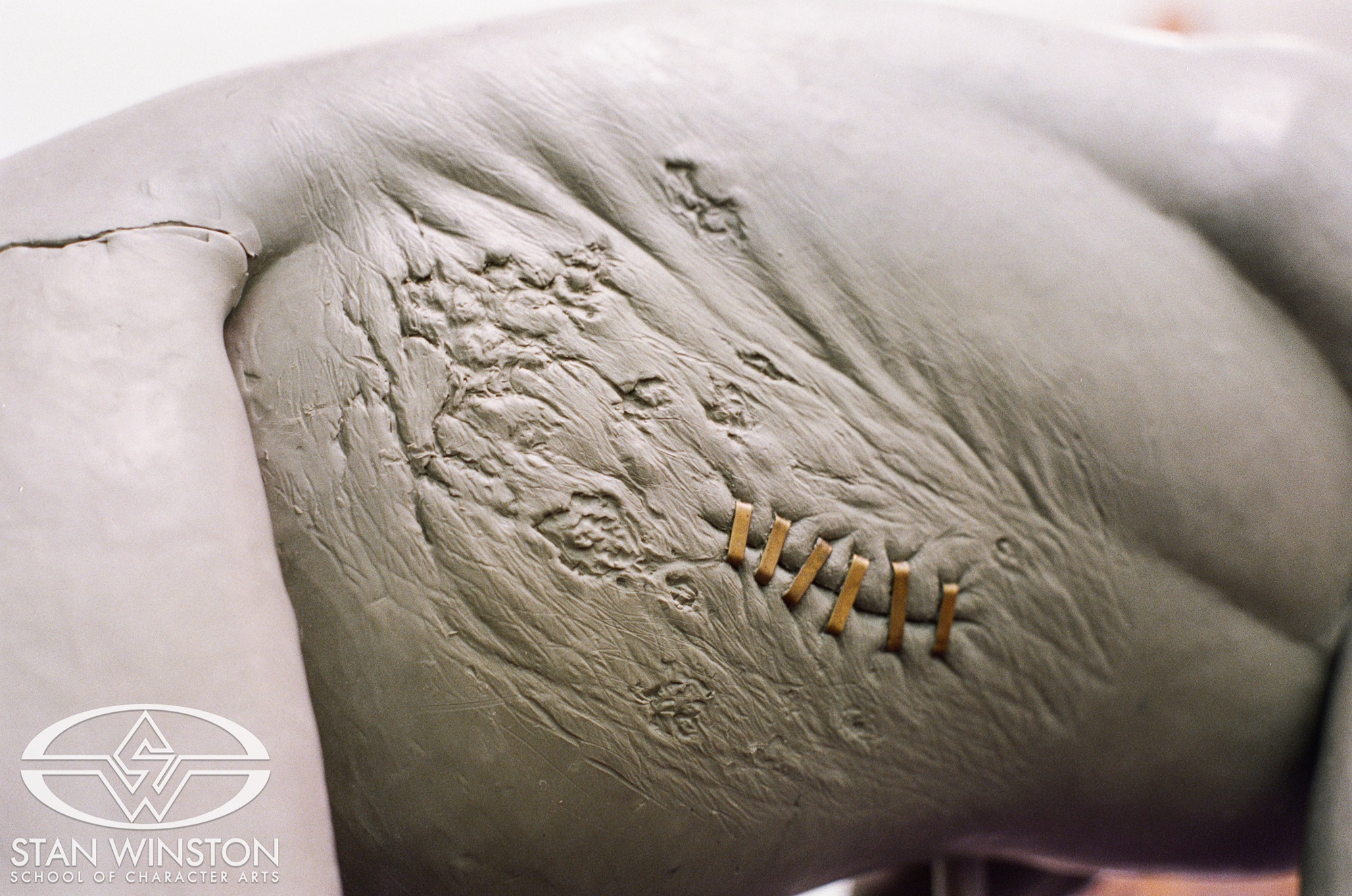 A close-up image of Catzilla's injury.