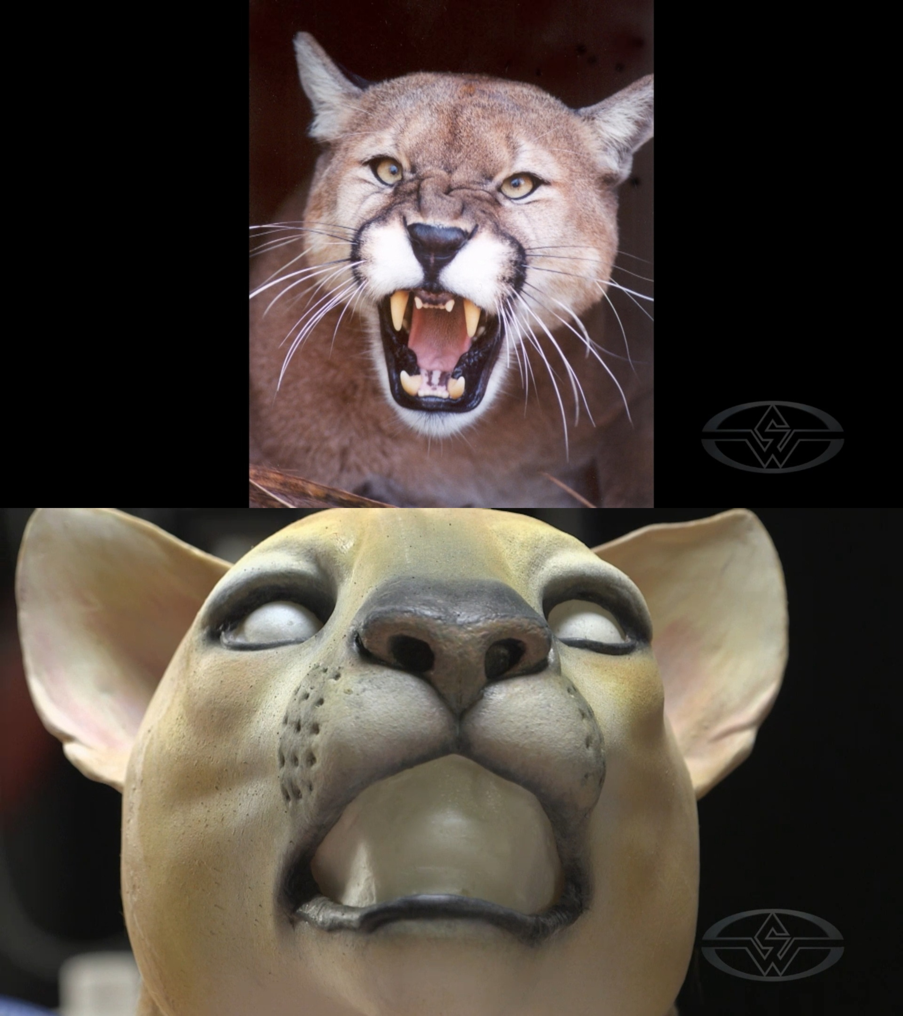 Top: A&nbsp;reference photo for puma whiskers. Bottom: Deborah Galvez's painted foam latex&nbsp;puma&nbsp;before adding fur and whiskers.