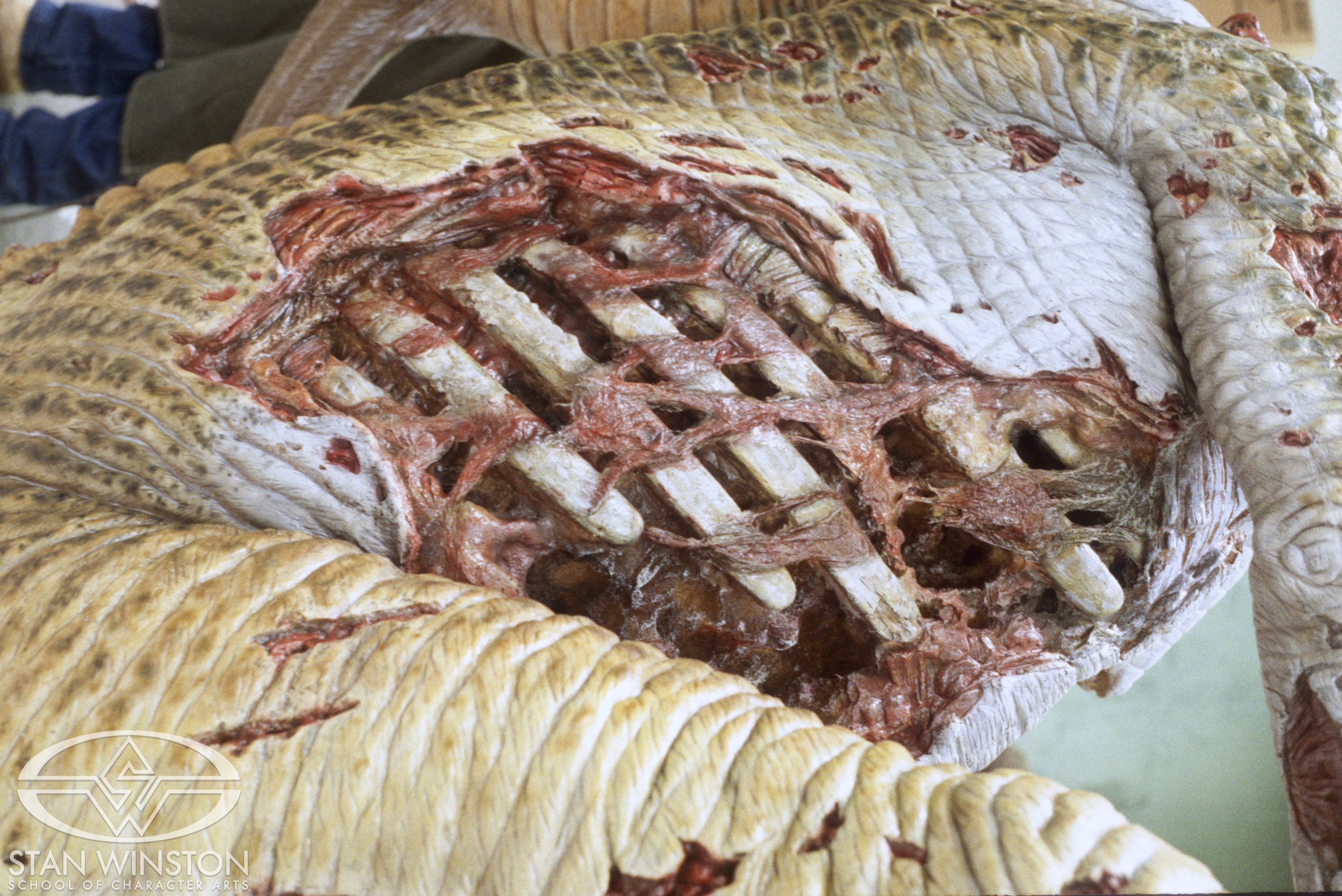 A close-up of the "shark-bitten" belly section on the dead Parasaurolophus.